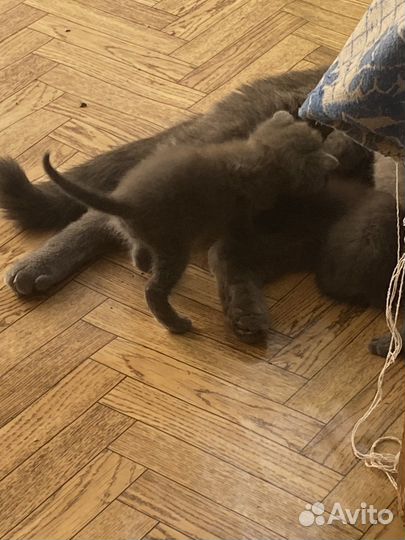 Британская кошка