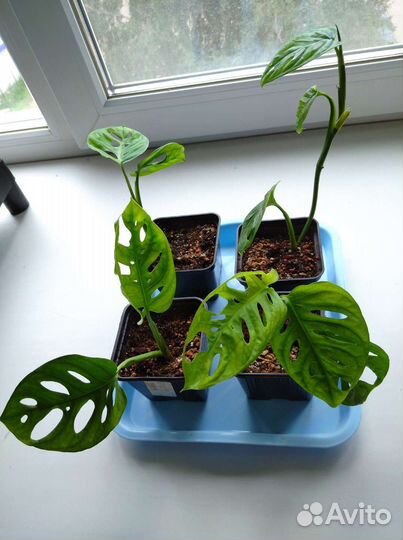 Монстера Манки Маск