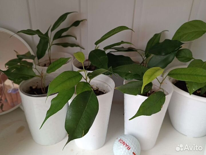 Цветы.Смотрите фото в профиле