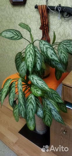 Аглаонема комнатный цветок
