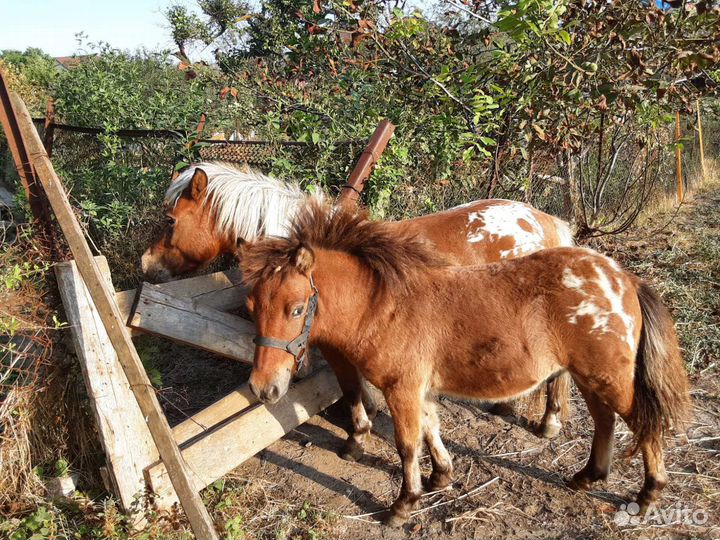 Пони жеребёнок