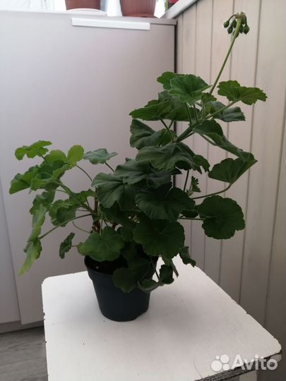 Пеларгония герань сортовая Juselia