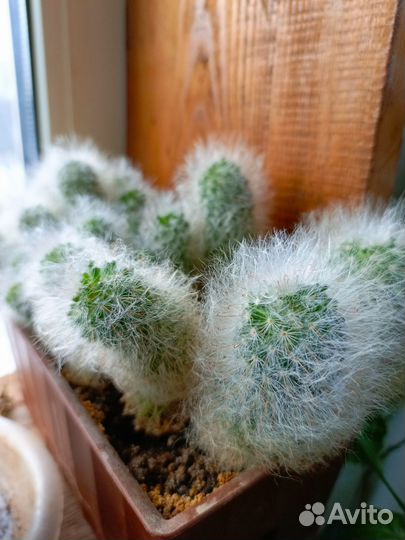 Зефирантес выскочка белая и красная