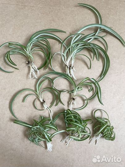 Хлорофитум кудрявый