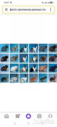 Кролики
