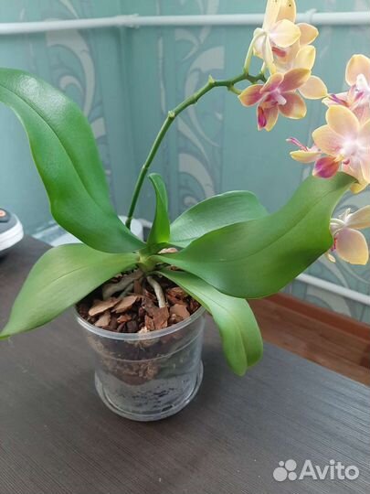 Орхидея фаленопсис ароматная