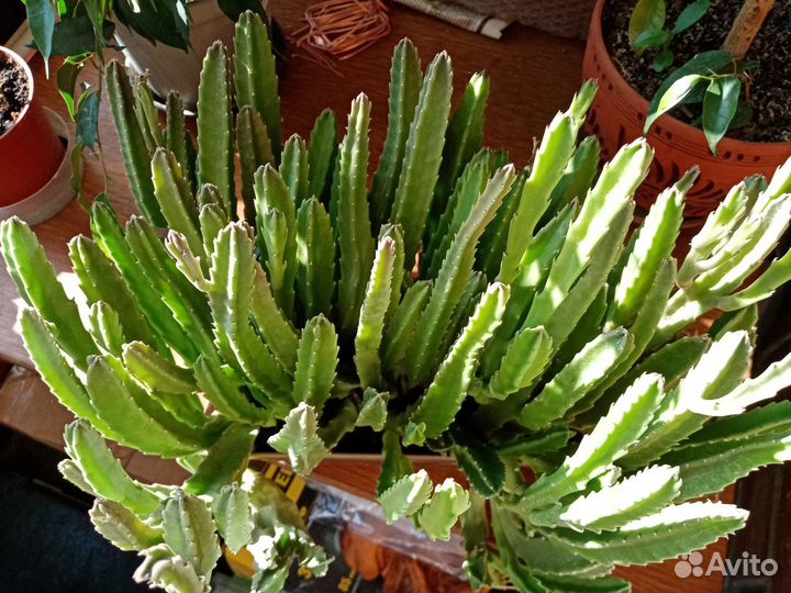 Продам стапелию