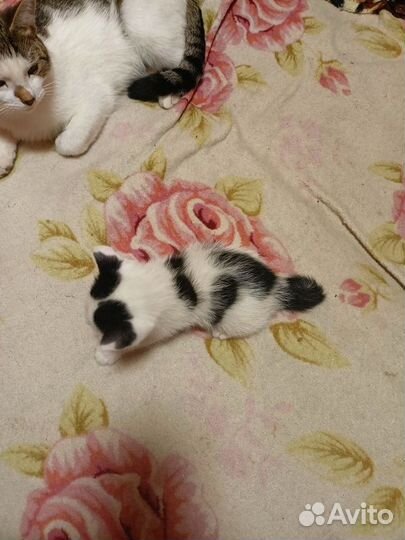 Котёнок