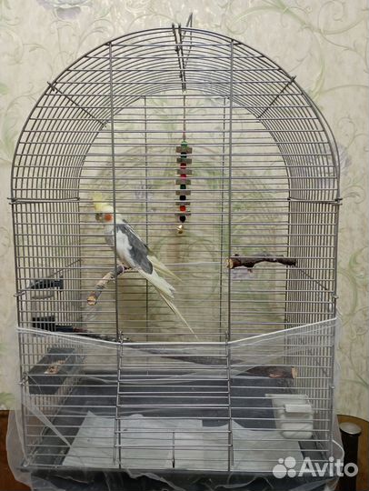 Попугай корелла с клеткой