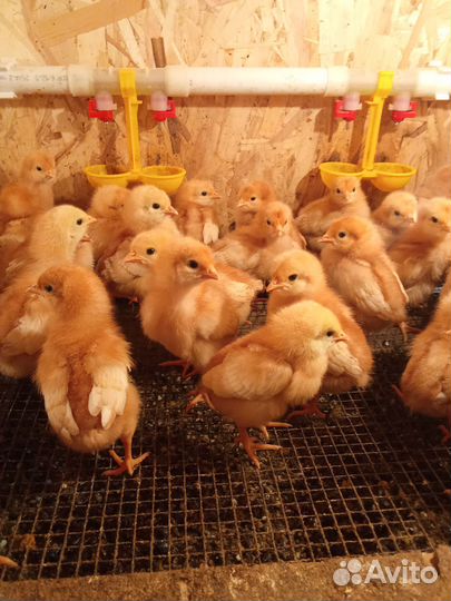 Цыплята