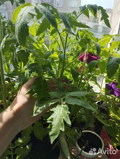 Рассада помидор