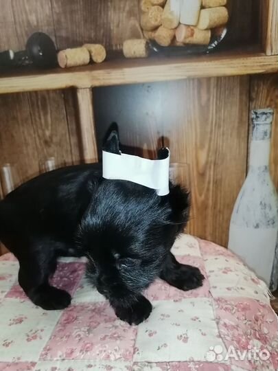 Черный жемчуг