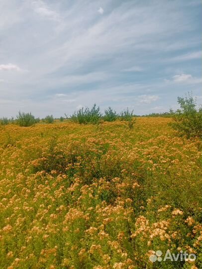 Пчелиный мёд, перга, воск, мёд в рамках,прополис
