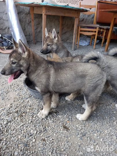 Щенки западно сибирской лайки
