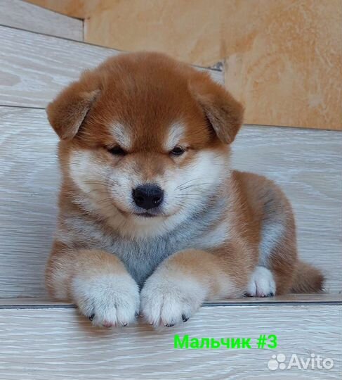 Сиба ину щенки