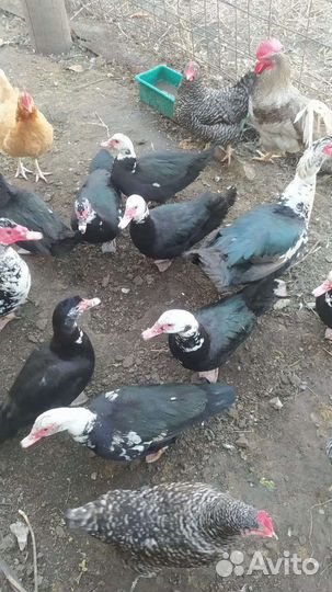 Селезни индоуток