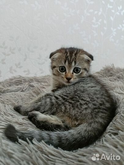 Шотландские котята