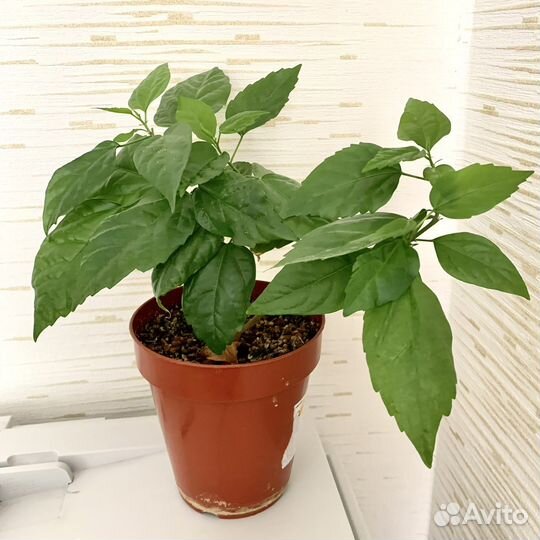 Гибискус китайская роза