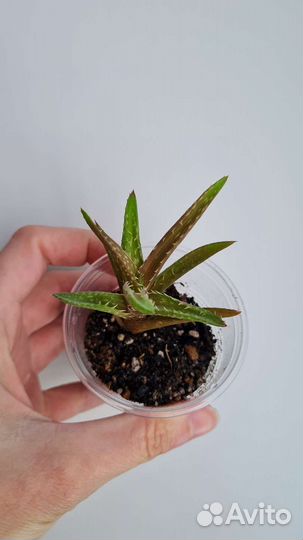 Алоэ ювенильное