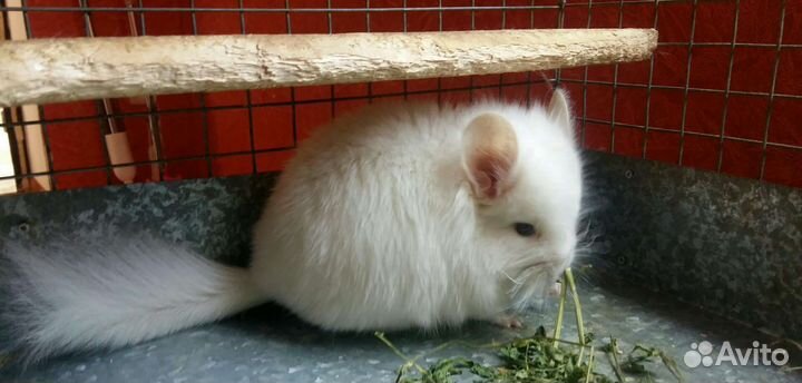 Шиншилла ангора