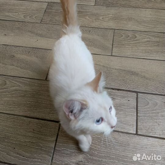 Котята в добрые руки бесплатно мальчик