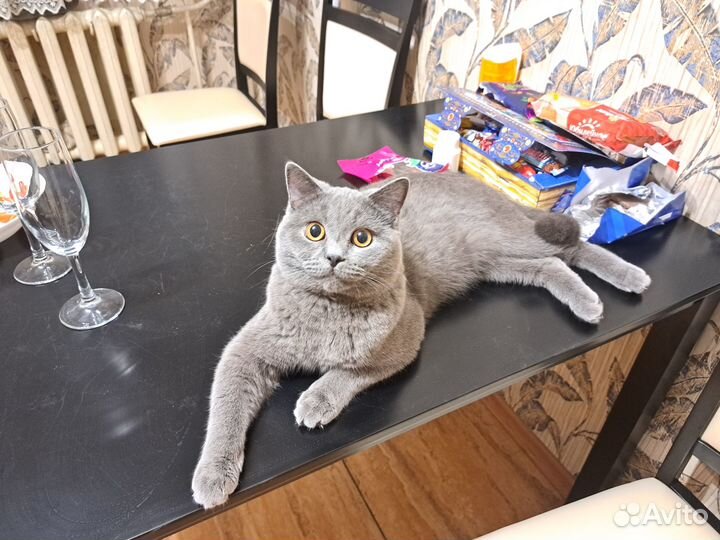 Британский кот вязка