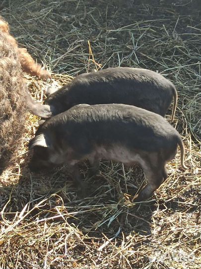 Венгерская пуховая мангалица