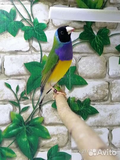 Самцы амадин гульда