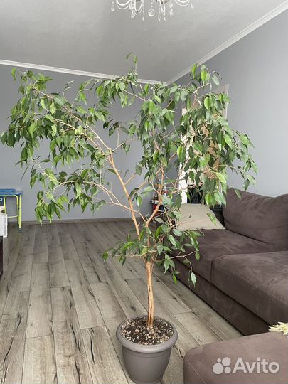 Фикус бенджамина большой