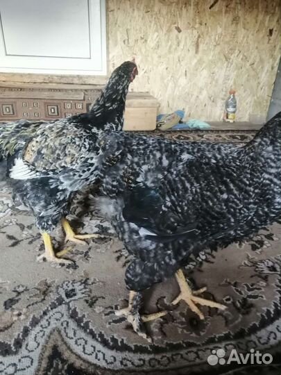 Молодые петушки