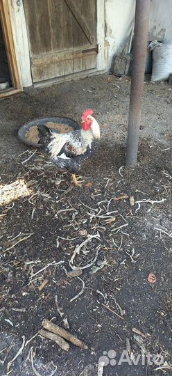 Молодые петухи