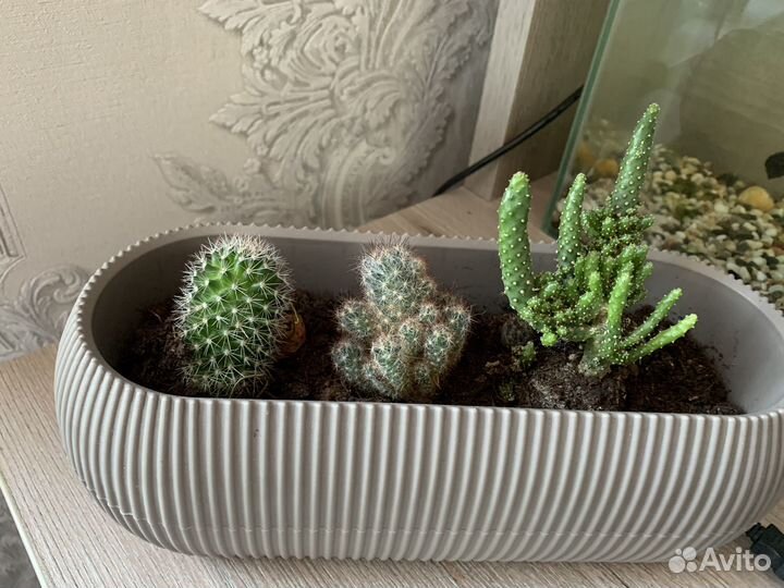 Кактусница