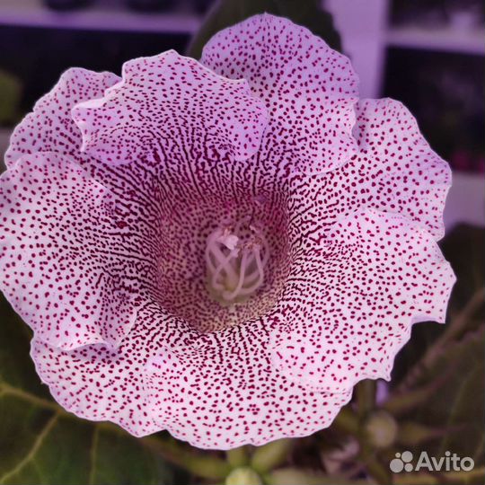 Глоксиния цветущая, Тидея