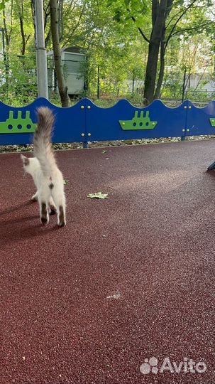 Невская маскарадная