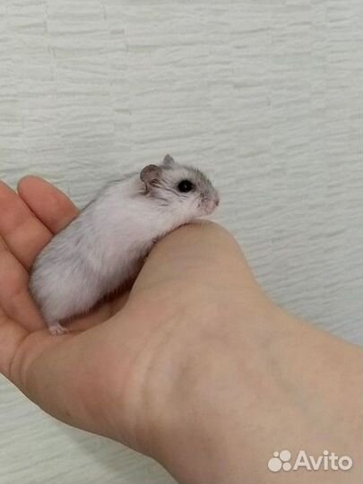 Ручной хомяк с большой клеткой