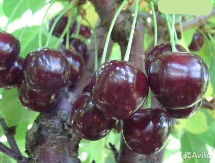 Саженцы вишни Жуковская