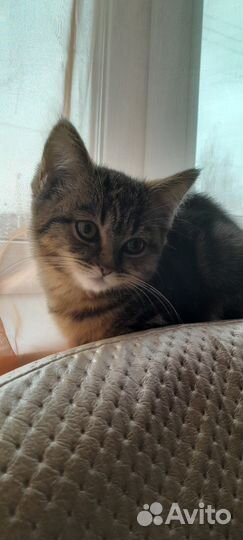 Кошки в добрые руки