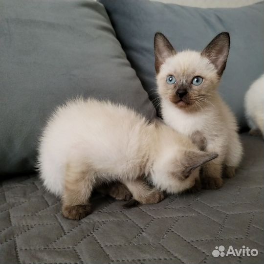 Тайские котята