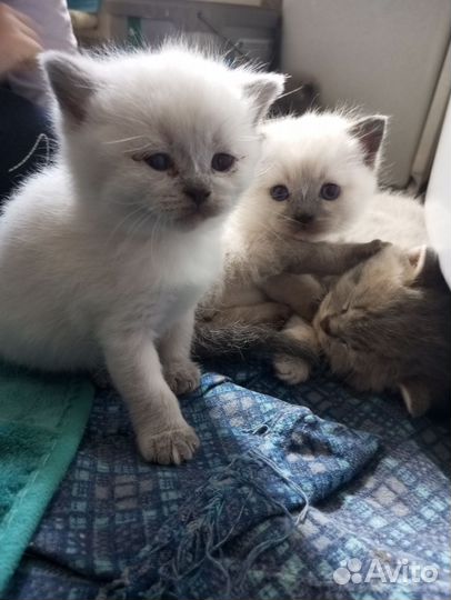 Британская