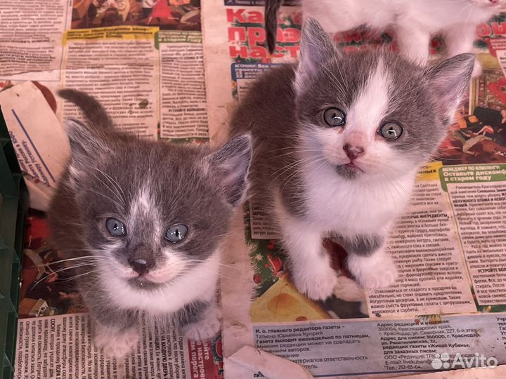 Котята в добрые руки бесплатно коты