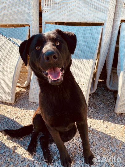 Собака помесь лабрадор друг компанбон