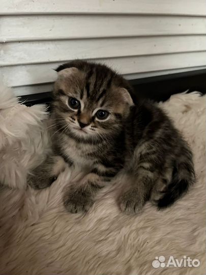 Шотландские котята