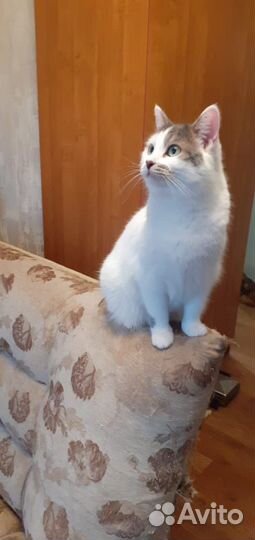 Кошка в дар
