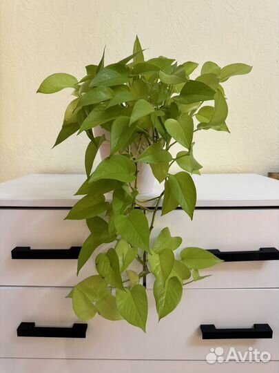 Эпипремнум неон