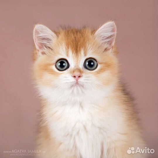 Котята золотые британские шиншиллы ny11, ny12