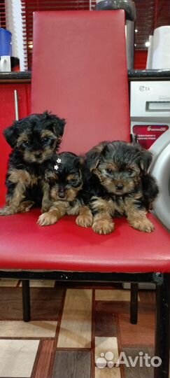 Йоркширский терьер щенки