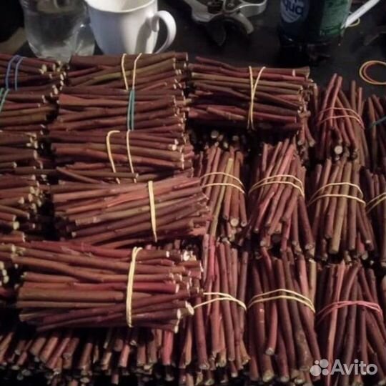 Голубика Гигант черенки