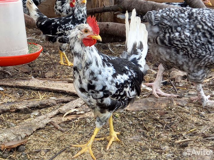 Легорн долматинец чистокровные петушки