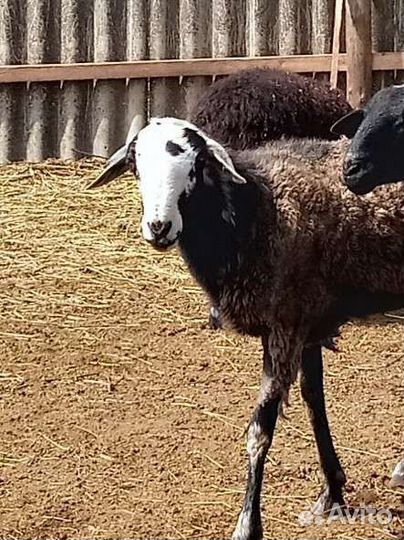 Курдючный баран