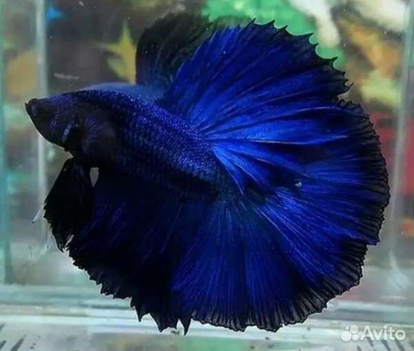 Аквариумные рыбки и растения для ценителей